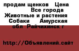 продам щенков › Цена ­ 15 000 - Все города Животные и растения » Собаки   . Амурская обл.,Райчихинск г.